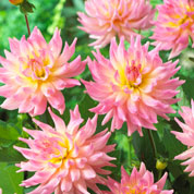 Dahlia Cactus 'Melody Gipsy'